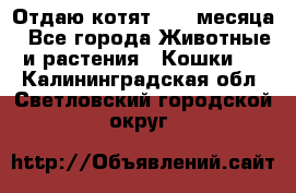 Отдаю котят. 1,5 месяца - Все города Животные и растения » Кошки   . Калининградская обл.,Светловский городской округ 